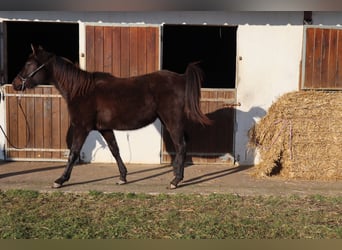 Zangersheide, Hengst, 3 Jaar, 148 cm, Zwart