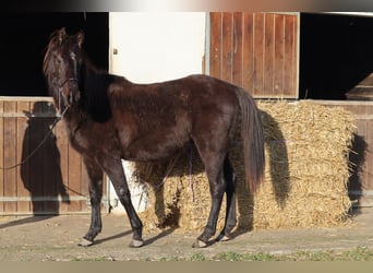 Zangersheide, Hengst, 3 Jaar, 148 cm, Zwart