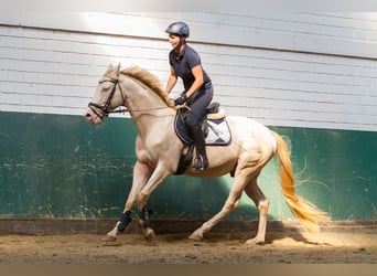 Zangersheide, Hengst, 3 Jaar, 148 cm, Zwart