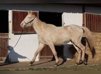 Zangersheide, Hengst, 3 Jaar, 152 cm, Perlino