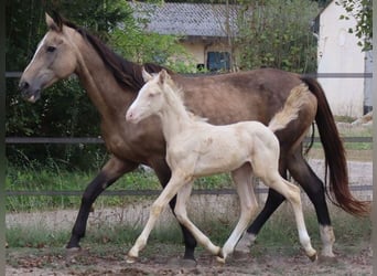 Zangersheide, Hengst, 3 Jaar, 152 cm, Perlino