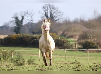 Zangersheide, Hengst, 3 Jaar, 152 cm, Perlino