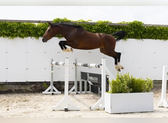 Zangersheide, Hengst, 3 Jaar, 156 cm, Bruin