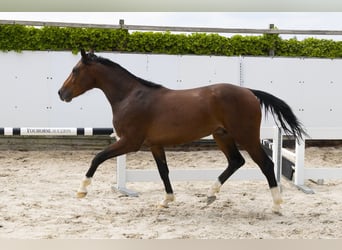 Zangersheide, Hengst, 3 Jaar, 156 cm, Bruin