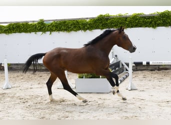 Zangersheide, Hengst, 3 Jaar, 156 cm, Bruin