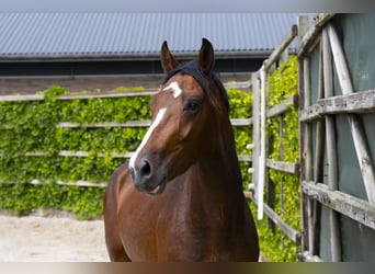 Zangersheide, Hengst, 3 Jaar, 156 cm, Bruin