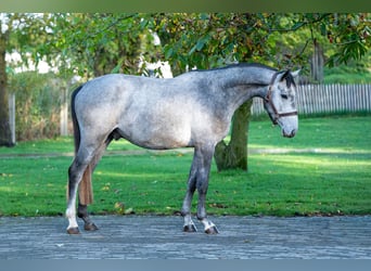 Zangersheide, Hengst, 3 Jaar, 156 cm, Schimmel