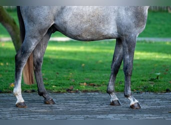 Zangersheide, Hengst, 3 Jaar, 156 cm, Schimmel