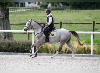 Zangersheide, Hengst, 3 Jaar, 159 cm, Schimmel