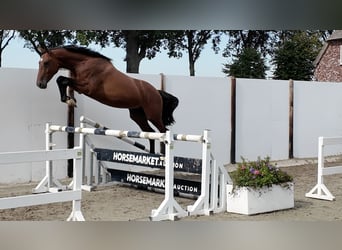 Zangersheide, Hengst, 3 Jaar, 162 cm, Roodbruin