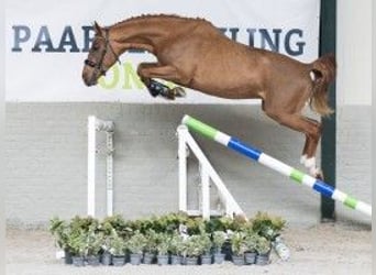 Zangersheide, Hengst, 3 Jaar, 163 cm, Bruin