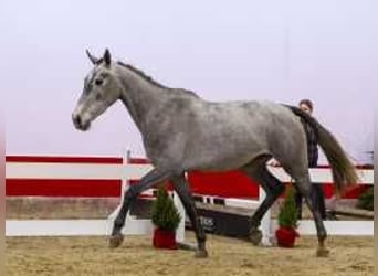 Zangersheide, Hengst, 3 Jaar, 163 cm, Bruin