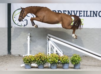 Zangersheide, Hengst, 3 Jaar, 163 cm