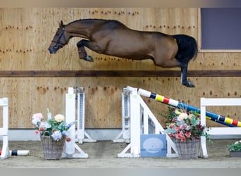 Zangersheide, Hengst, 3 Jaar, 164 cm, Bruin