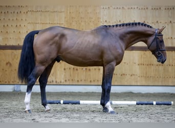 Zangersheide, Hengst, 3 Jaar, 164 cm, Bruin