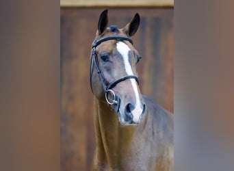 Zangersheide, Hengst, 3 Jaar, 164 cm, Bruin