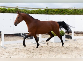 Zangersheide, Hengst, 3 Jaar, 164 cm, Bruin