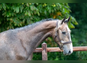 Zangersheide, Hengst, 3 Jaar, 164 cm, Schimmel