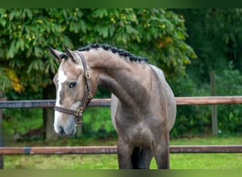 Zangersheide, Hengst, 3 Jaar, 164 cm, Schimmel