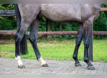 Zangersheide, Hengst, 3 Jaar, 164 cm, Schimmel