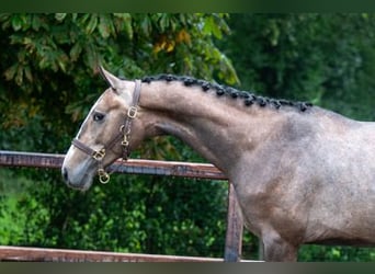 Zangersheide, Hengst, 3 Jaar, 164 cm, Schimmel