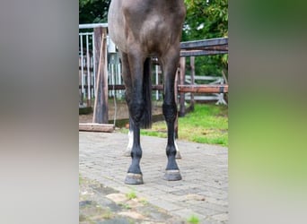 Zangersheide, Hengst, 3 Jaar, 164 cm, Schimmel