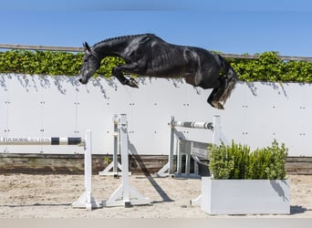 Zangersheide, Hengst, 3 Jaar, 164 cm