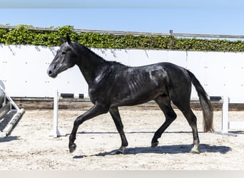 Zangersheide, Hengst, 3 Jaar, 164 cm