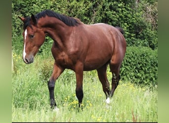 Zangersheide, Hengst, 3 Jaar, 165 cm, Bruin