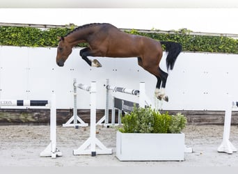Zangersheide, Hengst, 3 Jaar, 165 cm, Bruin