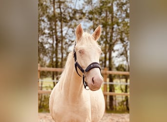 Zangersheide, Hengst, 3 Jaar, 165 cm, Cremello