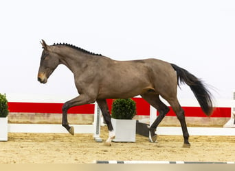 Zangersheide, Hengst, 3 Jaar, 165 cm, Donkerbruin