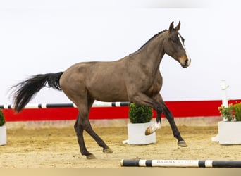 Zangersheide, Hengst, 3 Jaar, 165 cm, Donkerbruin