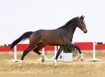 Zangersheide, Hengst, 3 Jaar, 166 cm, Bruin