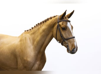 Zangersheide, Hengst, 3 Jaar, 166 cm, Cremello