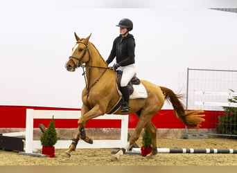 Zangersheide, Hengst, 3 Jaar, 166 cm, Cremello