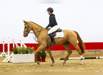 Zangersheide, Hengst, 3 Jaar, 166 cm, Cremello