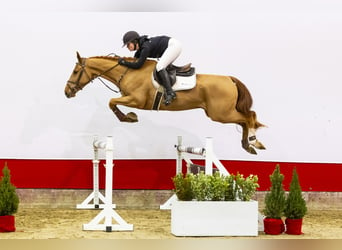 Zangersheide, Hengst, 3 Jaar, 166 cm, Cremello