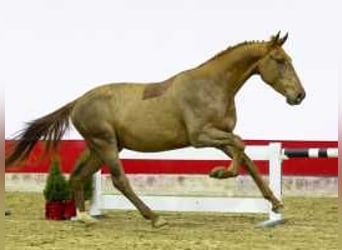 Zangersheide, Hengst, 3 Jaar, 166 cm, Vos