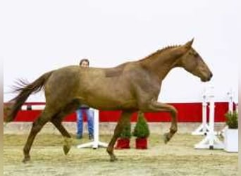 Zangersheide, Hengst, 3 Jaar, 166 cm, Vos