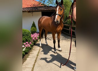 Zangersheide, Hengst, 3 Jaar, 167 cm, Bruin