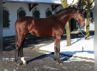 Zangersheide, Hengst, 3 Jaar, 167 cm, Bruin