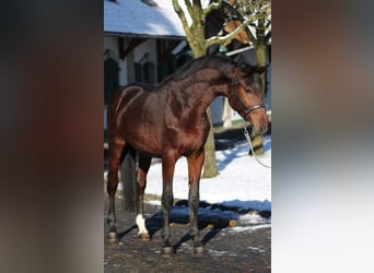 Zangersheide, Hengst, 3 Jaar, 167 cm, Bruin