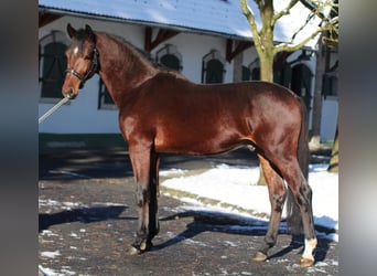 Zangersheide, Hengst, 3 Jaar, 167 cm, Bruin