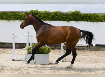 Zangersheide, Hengst, 3 Jaar, 167 cm, Bruin