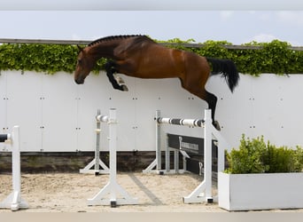 Zangersheide, Hengst, 3 Jaar, 167 cm, Bruin