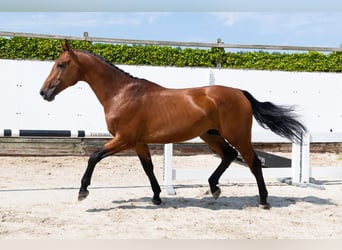 Zangersheide, Hengst, 3 Jaar, 167 cm, Bruin