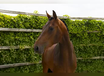 Zangersheide, Hengst, 3 Jaar, 167 cm, Bruin