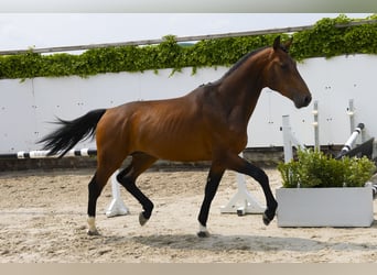 Zangersheide, Hengst, 3 Jaar, 167 cm, Bruin