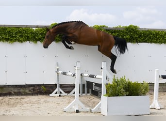 Zangersheide, Hengst, 3 Jaar, 167 cm, Bruin